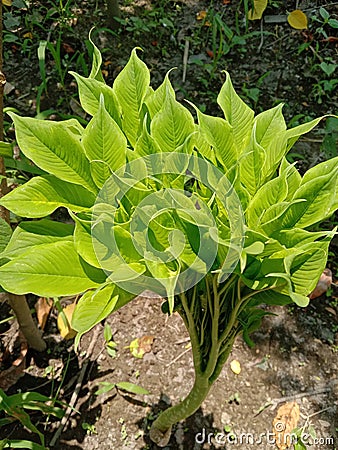 A beautiful image is of a decorative plant from a farm. Stock Photo