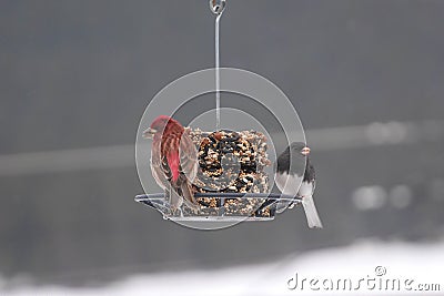 Beautiful image of finches on winter feeder Stock Photo
