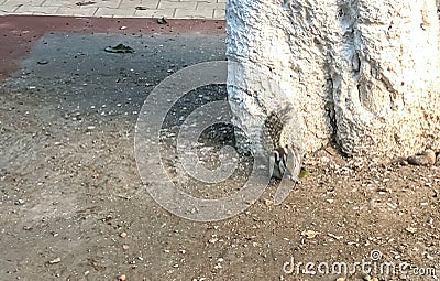 Beautiful image of ground squirrel in a garden india Stock Photo