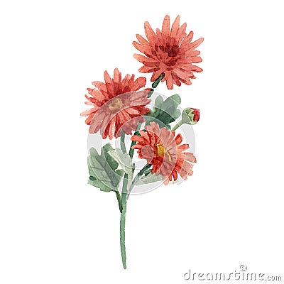 Beautiful image with watercolor gentle blooming chrysanthemum flowers. Stock illustration. Cartoon Illustration