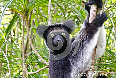 Beautiful image of the Indri lemur Indri Indri Stock Photo