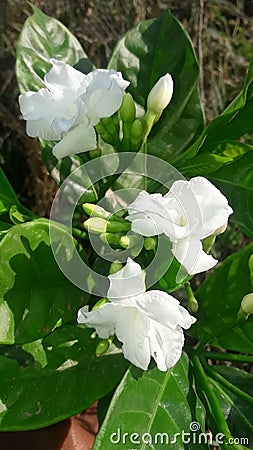 Nature beauty Jasmine flowers Jhelum Stock Photo