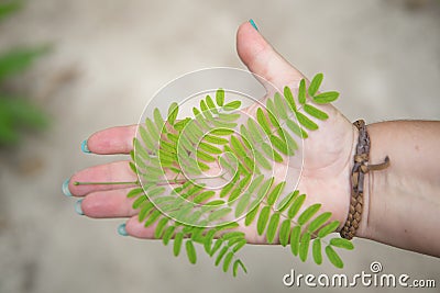 Green symmetrical leaf on palm of hand Stock Photo