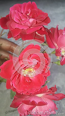 Nature beauty Rose(Rosa, Alain)Jhelum Stock Photo