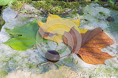 Beautiful image of three autumn leaves one green one yellow and one brown Stock Photo