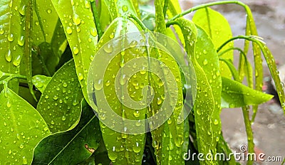 Beautiful image of water drop on saraca asoca leaf india Stock Photo