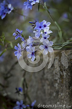 Beautiful image of wild blue phlox flower in Spring overflowing Stock Photo