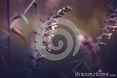 Beautiful image of wild flowers on a purple sunset. Landscape with wildflowers. Sunset floral background. Vintage photo Stock Photo