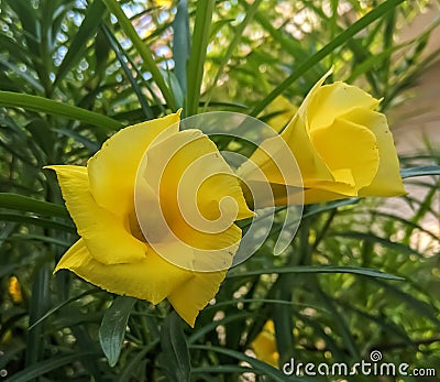 Beautiful image of yellow casbela thevetia flower india Stock Photo