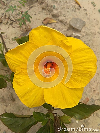 A beautiful image of yellow cascabela flower Stock Photo