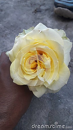 Nature beauty yellow rose flower Jhelum Stock Photo