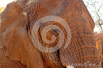 Beautiful Images of of African Elephants. Stock Photo