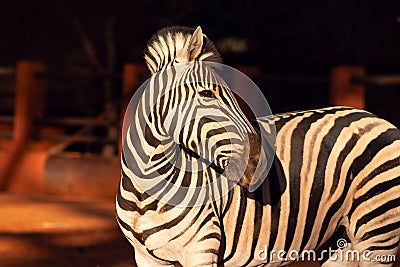 Beautiful Images of African zebra. Namibia, Africa Stock Photo