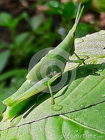 Beautiful images of China grasshopper Stock Photo