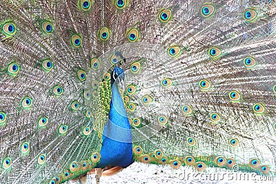 Beautiful indian peacock with peacock feathers in the peacock`s tail Stock Photo