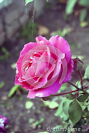 beautiful indian closeup shot of light pink rose Stock Photo