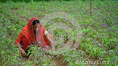 Beautiful Indian woman working in Sesamum farmland.Organic agriculture concept. Editorial Stock Photo