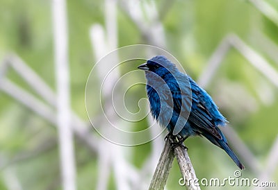 Beautiful Indigo Bunting perched on a reed in soft setting Stock Photo