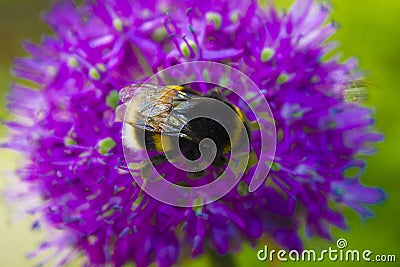 A beautiful industrious insect a bee Stock Photo