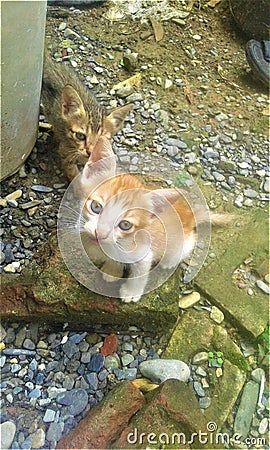 A Beautiful Innocent cat watching to you Stock Photo