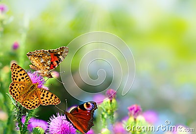 Beautiful butterflies sitting on flowers.Summer colored nature background Stock Photo