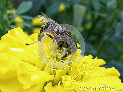 Beautiful insect honey gathering Stock Photo