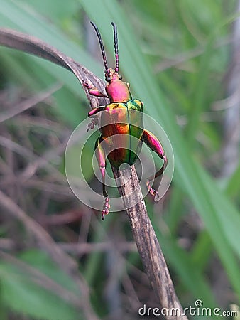 a beautiful insecta this color Who is embrance Stock Photo