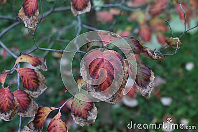 Beautiful intense autumn colored leaves of the flowering dogwood Cornus florida Stock Photo