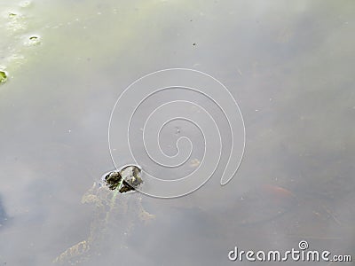 Beautiful intense green frog in the water swimming waiting for the dam Stock Photo