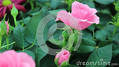 Beautiful intense pink roses and buds. Stock Photo