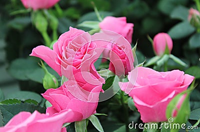 Beautiful intense pink roses and buds. Stock Photo