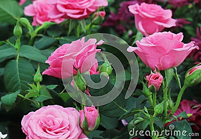 Beautiful intense pink roses and buds. Stock Photo