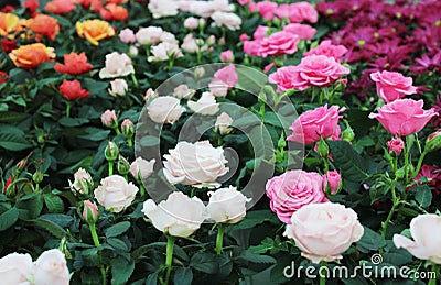 Beautiful intense pink and white roses and buds. Stock Photo
