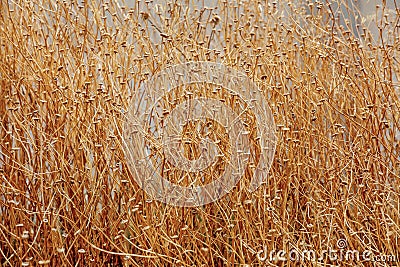 Beautiful interweaving of stems of dried plants Stock Photo