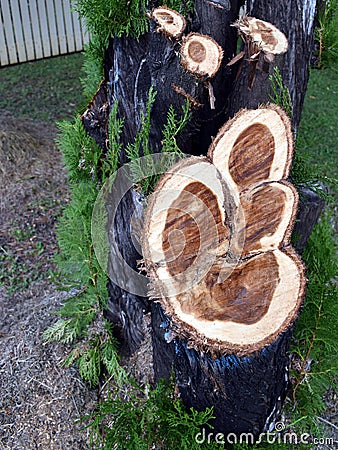 A beautiful intricate pattern on a tree stump Stock Photo