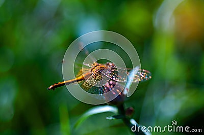 Beautiful iridescent dragonfly Stock Photo