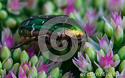 beautiful iridescent summer beetle on green flower Stock Photo