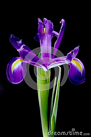 Beautiful Iris flower Stock Photo