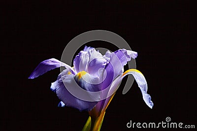 Beautiful Iris flower on black. Stock Photo