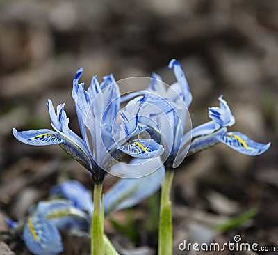 Beautiful Iris reticulata Eyecatcher flower in full bloom in Spring Stock Photo