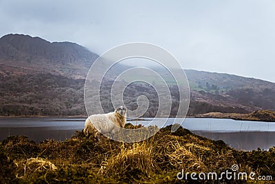 A beautiful irish mountain landscape in spring with sheep. Stock Photo