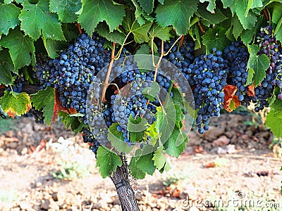 Beautiful Isabella grapes Stock Photo