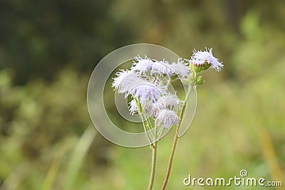 Beautiful Isolated Macro shot of a Flower. Stock Photo