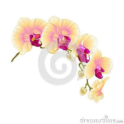 Beautiful isolated Orchid Yellow stem with flowers and buds vintage vector closeup editable illustration Vector Illustration
