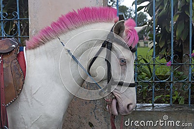 Beautiful Isolated Photo Of A Cute Highland Pony With Pink Hair Stock Photo