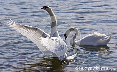 Beautiful isolated photo of the swan showing his wings in the lake Stock Photo