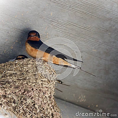 Beautiful isolated picture with a swift in a nest Stock Photo
