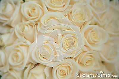 Beautiful ivory large roses close-up shot, floral arrangement for wedding or celebrations Stock Photo