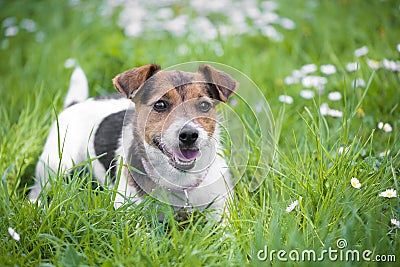 Jack Russell Terrier Stock Photo