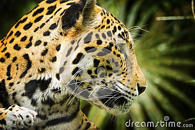Jaguar Cat Profile Stock Photo